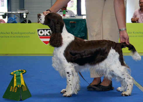 Mompesson english best sale springer spaniels